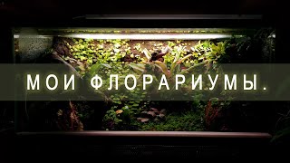 Мои флорариумы/Плотоядные растения