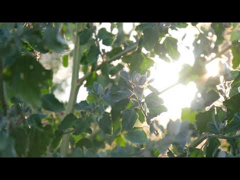 Sun through Leaves 02 / Free Stock Footage (4K)