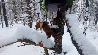 ОХОТА НА КУНИЦУ/ЧУДЕСА БЫВАЮТ/ПРЕДНОВОГОДНЯЯ ПРОВЕРКА КАПКАНОВ