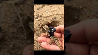 Hidden Desert Gecko Colony...🦎