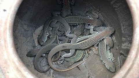 Kỳ Nhông (Dông) ,đặc sản vùng đất cát Chu Lai.