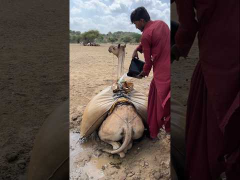 حتى في هذا العصر الحديث لا يزال الناس في القرى الصحراوية يشعرون بالقلق إزاء نقص المياه