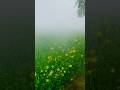#village #season #winter #samog#youtubeshortviral #ytshorts
