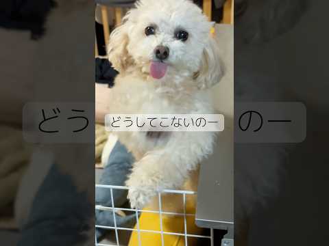 早くおかえりのなでなでをしてもらいたい犬#shorts