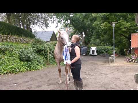 Video: Sådan Træner Du En Hest