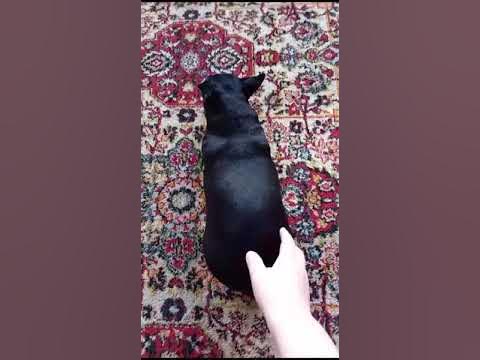 Злюкен собакен #той #Ева #рекомендации #питомцы #Врек - YouTube