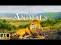 Wild Animals (4K UHD) - Relaxing Music Along With Beautiful Wildlife Videos - 4K Video Ultra HD