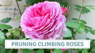 David Austin Climbing Roses / How To Prune Roses / James Galway Rose