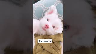 Albino Yorkshire White Puppy