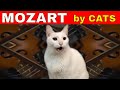 Cats sing classical music   mozart  eine kleine  cats version