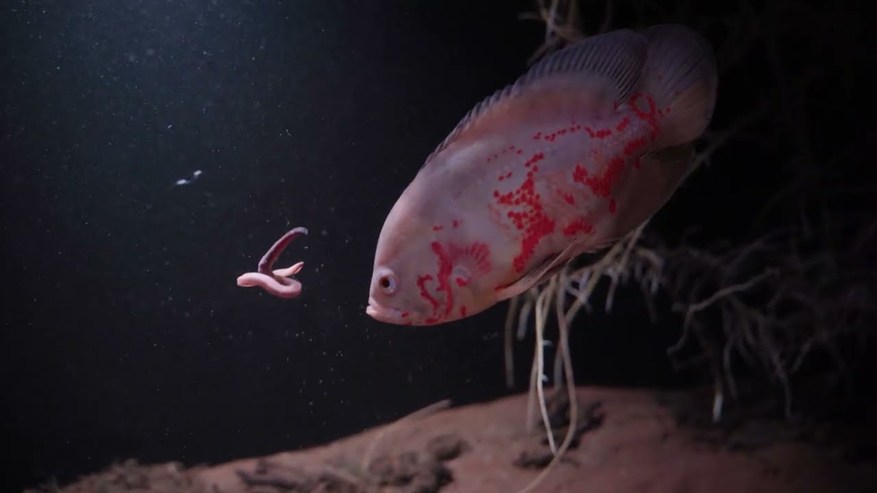 Oscar Cichlid finally eats Night crawler. Endlichiri finished off the rest