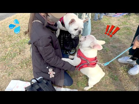 犬界の挨拶が全力過ぎて手に負えなくなりましたwww【Sippo Festa】【フレンチブルドッグ frenchbulldog】