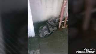 Video da parte di trivigno1rocco.
