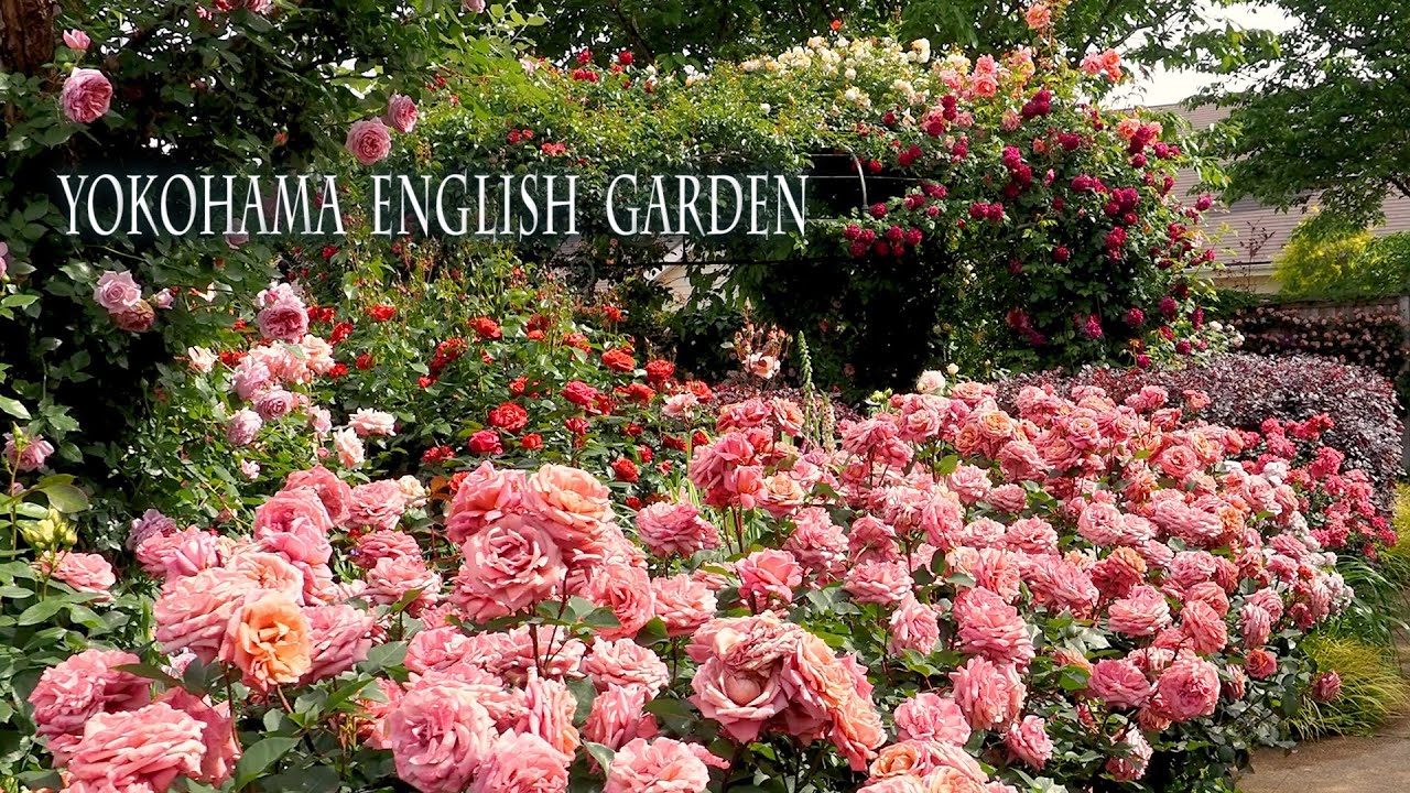 Yokohama English Garden 22 Spring 横浜イングリッシュガーデン Rose 禅ローズ Youtube