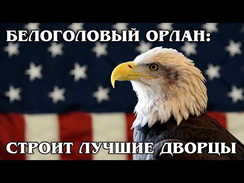 BALD EAGLE: The main symbol of the United States is not an eagle at all | Facts about birds