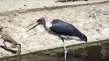 maribu kills springbok at madrid zoo