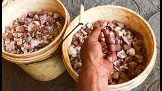 Crushing High Grade Specimens to Extract Beautiful Clean Australian Gold  Aussie Bloke Prospector