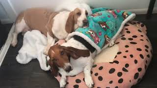 Basset hounds love sister time. by Las Niñas Chaparras 3,291 views 1 year ago 38 seconds