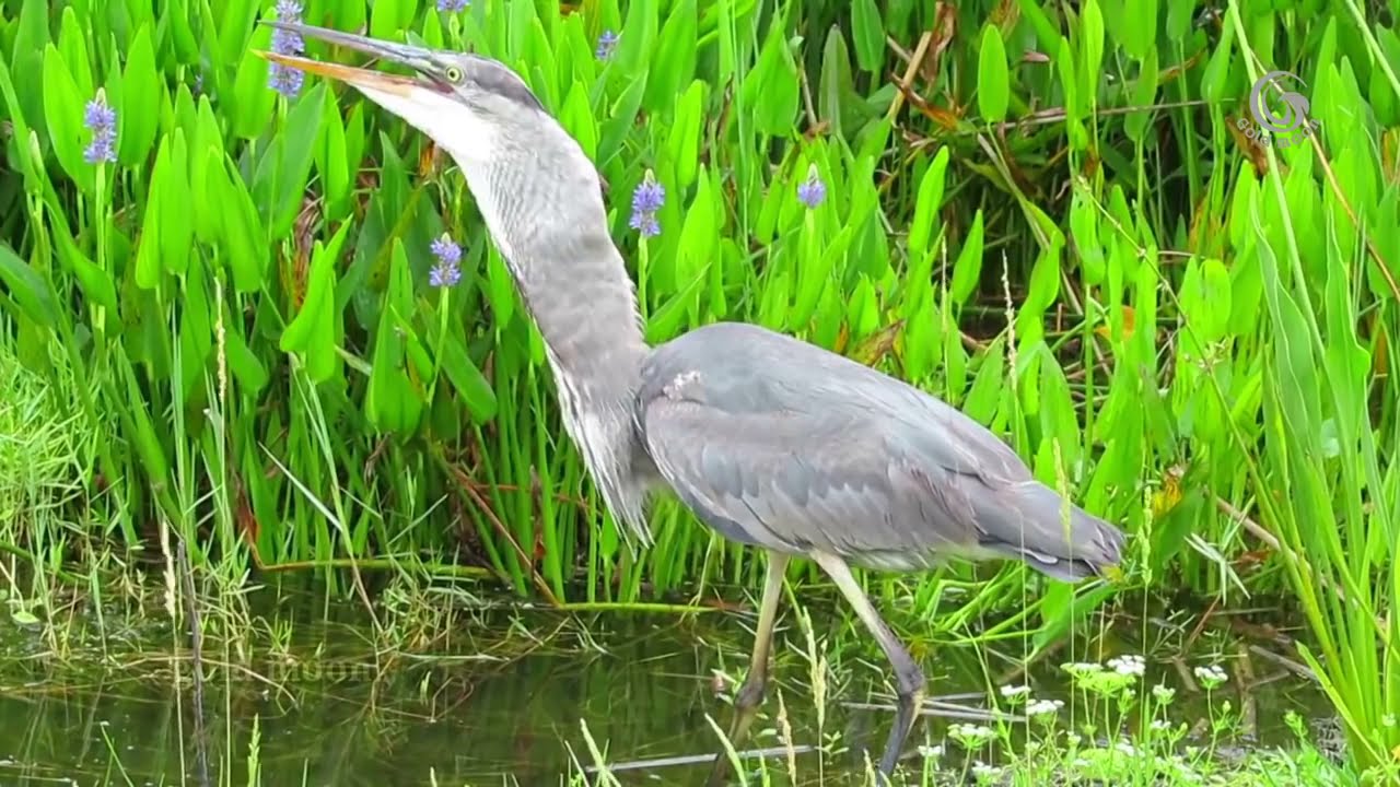 Smart Heron Used Bread To Fish   Amazing Exotic Birds   Green Heron fishing with bread