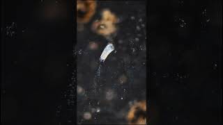 Darkfield Microscopy Experiments #darkfield #microscope #microworlds #newchannel #hiddengems