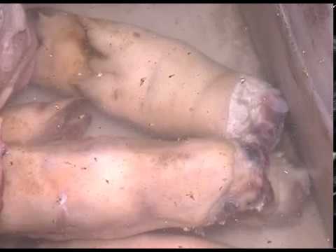 გარევაჭრობის ობიექტებში გაფუჭებული და ვადაგასული საკვები პროდუქტები აღმოაჩინეს