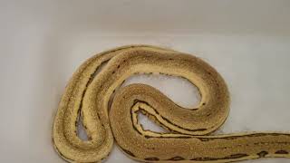 Retic taking a shower