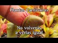 Plantas Carnívoras  - Mitos y Errores de cultivo
