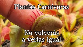 Mitos sobre las Pla tas Carnívoras Vol.1