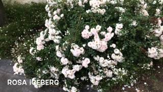 Rosa iceberg. Garden Center online Costa Brava - Girona.(Rosa iceberg. Garden Center online Costa Brava - Girona. Web: http://personalgardenshopper.es/, 2014-06-08T10:38:50.000Z)