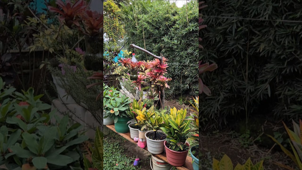 cuando salgan a paseo traigan palitos 