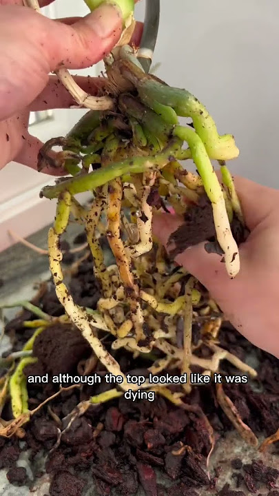 How To Keep Your Orchid Alive For 20 Years🌸