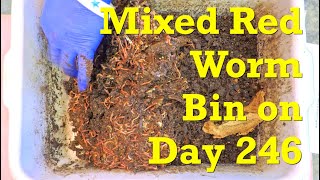 Checkin with mixed red worms in 'pingpong' fed bin on day 246  vermicompost