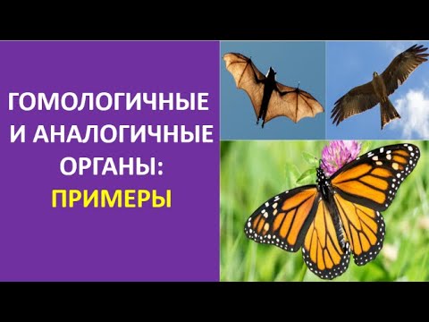 11. Гомологичные и аналогичные органы: примеры