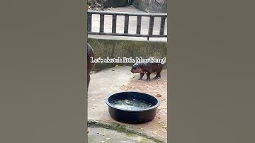 Let’s sketch little Moo Deng! 🦛 #moodeng #hippo #babyhippo #sketchwithme