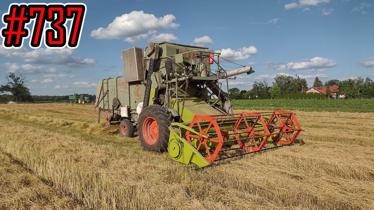 Młócenie rumianku z pokosu po kosiarce dyskowej #737