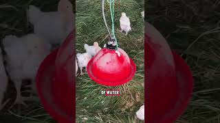 How we deal with chicken predators