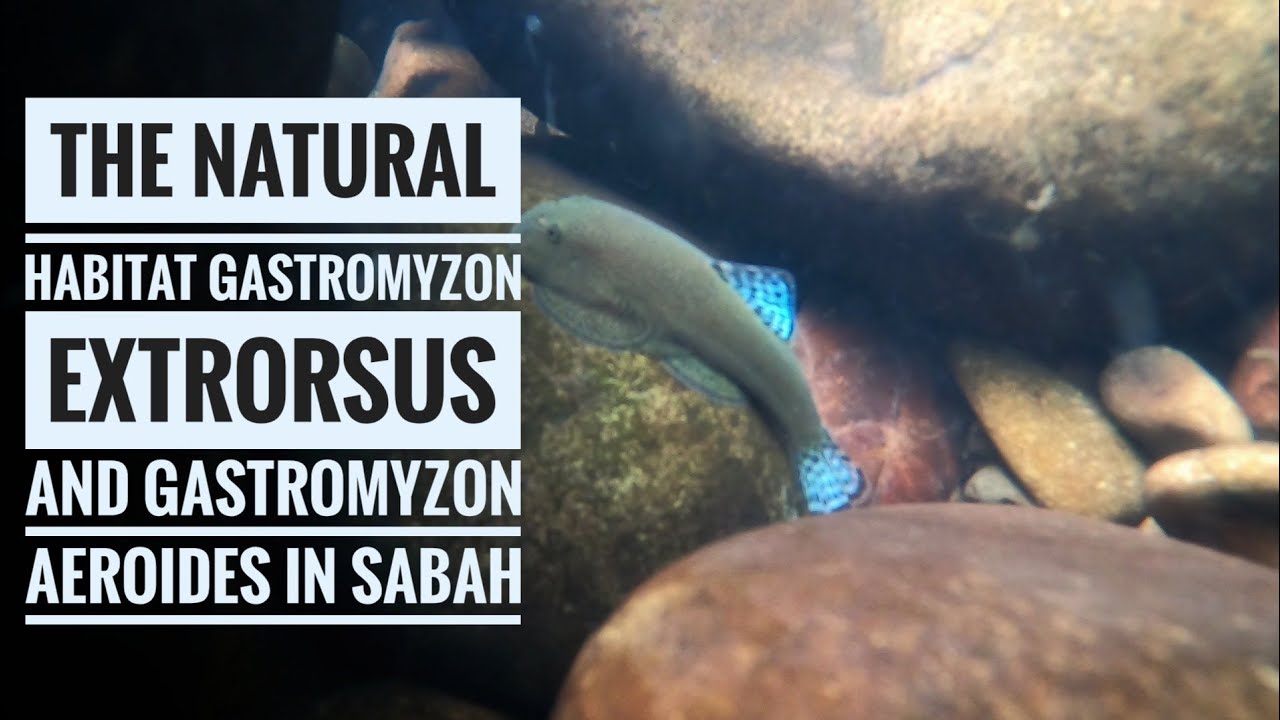 Gastromyzon extrorsus and Gastromyzon aeroides at the habitat Vlog 18