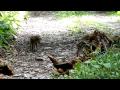 Orphaned Wild Boar Piglets