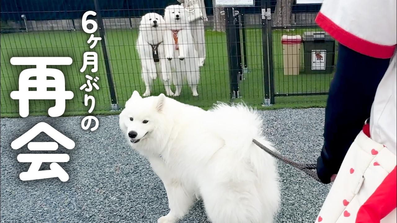 This Samoyed Reunites with His Real Brother After 6 Months - YouTube
