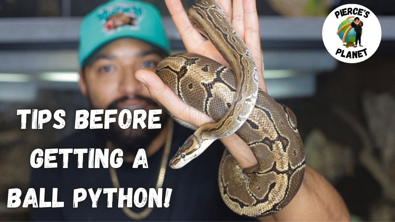 What You Need To Know Before Getting A Ball Python! - YouTube