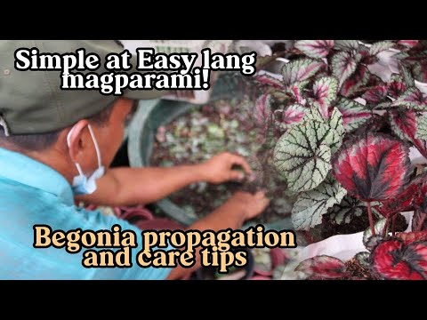 Video: Ang Daming Mukha Ng Begonia