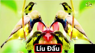 Tiếng chim hút mật 5 màu líu đấu - gọi bầy hiệu quả 100 | tiếng chim hút mật 5 màu líu đấu gọi bổi