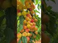 plenty of fruit 🍊🍎🍇 #fruit #spxplants #farming #fruitplant #reels #food