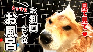 【お利口すぎて衝撃】柴犬茶太朗のお風呂はお利口過ぎてやばいッ