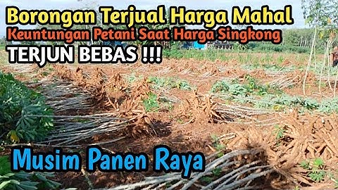 Panen Singkong Garuda Muda Super Terjual Dengan Harga Mahal
