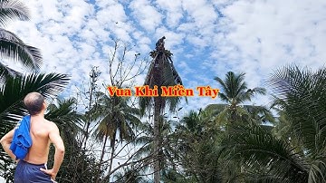 Vua Khỉ cùng đệ t.ử cưa khớp khúc nhiều cây Dừa cao khoảng 20 mét (phần 2) . Cutting coconut tree