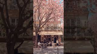 Spring in Paris is a Pink Dream 🌸  Aesthetic Street View