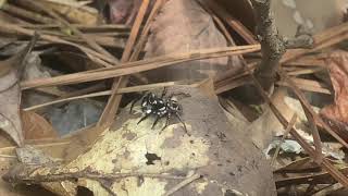 Twin-flagged Jumping Spider 20Nov2020 Wealth