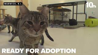 Rescued cats ready for adoption at RISPCA
