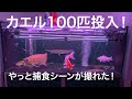 ツメガエルを捕食！アロワナ水槽に100匹のツメガエルを投入！熱帯魚 アクアリウム Arowana is prey on frogs.